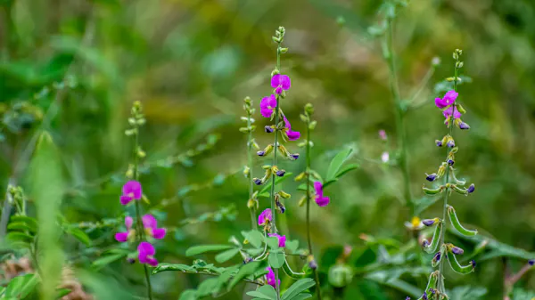 Case study 7: tephrosia fallow